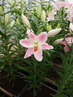 [4218 Queenfish EVR No01.JPG]